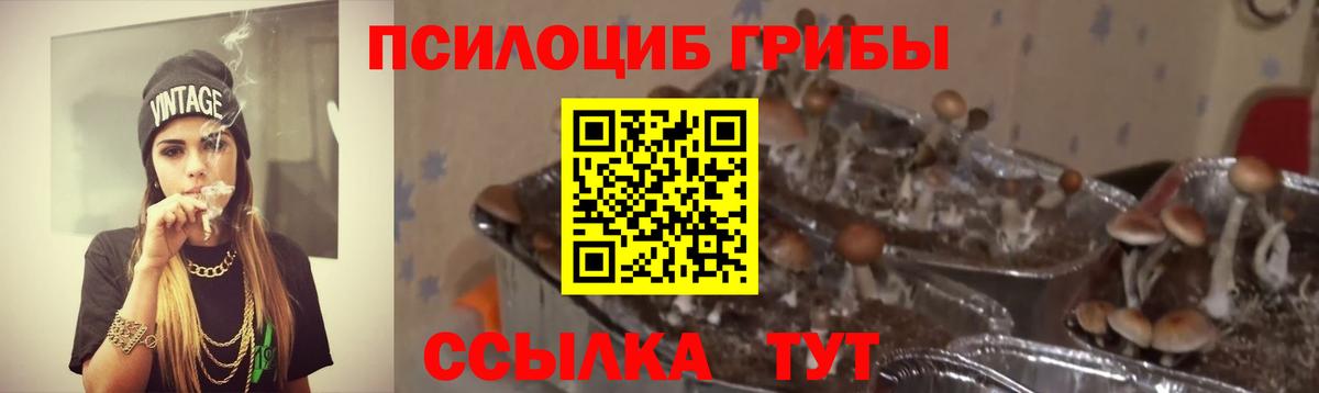 продажа наркотиков  Вход с VPN  Сальск  Галлюциногенные грибы Psilocybine cubensis 